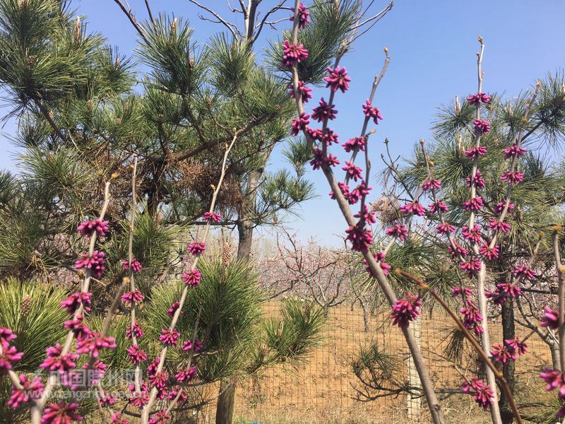 龍山四季各不同