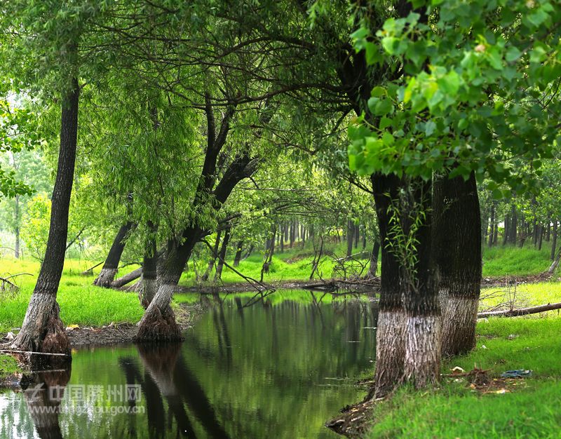 界河鎮(zhèn)魯班濕地公園