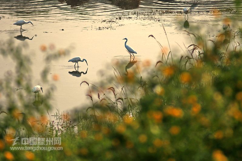 上善公園洪緒段壩